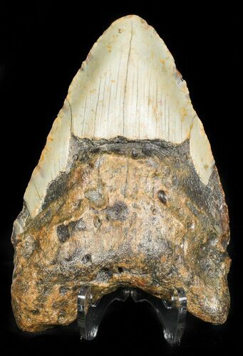 Bargain Megalodon Tooth - North Carolina #45534
